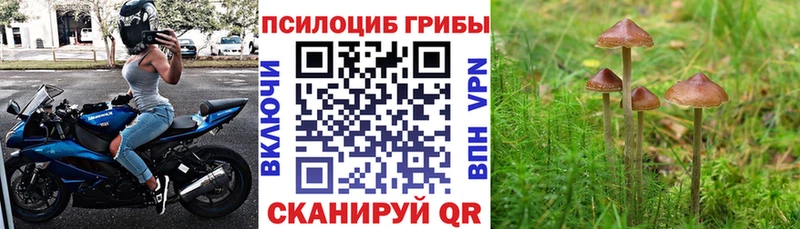 Псилоцибиновые грибы Psilocybine cubensis Юхнов